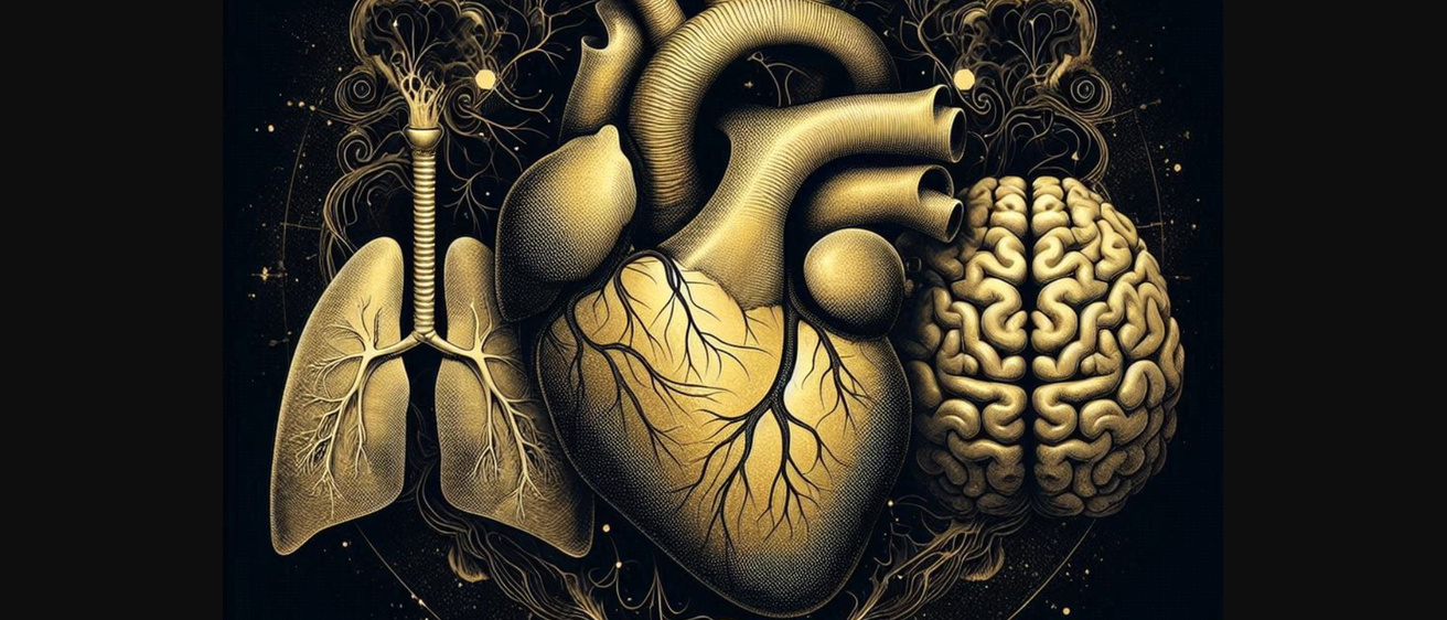 Heart lungs and brain